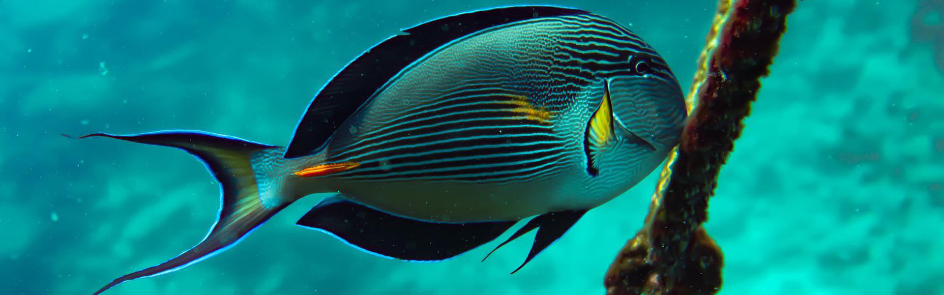 The Sohal Surgeonfish